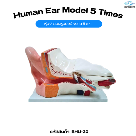 หุ่นจำลองหูมนุษย์ ขนาด 5 เท่า   Human Ear Model 5 Times
