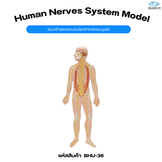 แบบจำลองระบบประสาทของมนุษย์