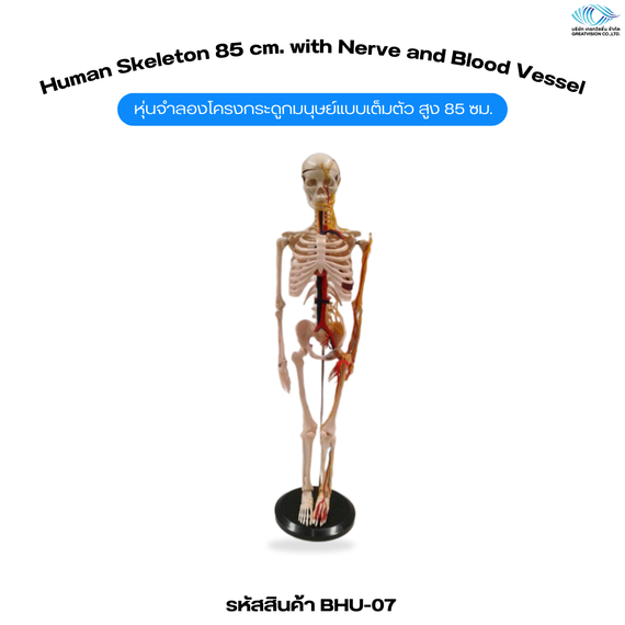 หุ่นจำลองโครงกระดูกมนุษย์แบบเต็มตัว สูง 85 ซม.  Human Skeleton 85 cm. with Nerve and Blood Vessel
