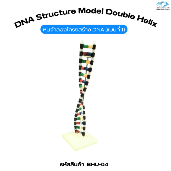 หุ่นจำลองโครงสร้าง DNA (แบบที่ 1)   DNA Structure Model Double Helix 
