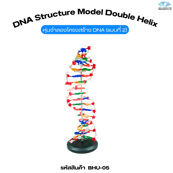 หุ่นจำลองโครงสร้าง DNA (แบบที่ 2)   DNA Structure Model Double Helix 
