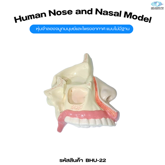 หุ่นจำลองจมูกมนุษย์และโพรงอากาศ  Human Nose and Nasal Model
