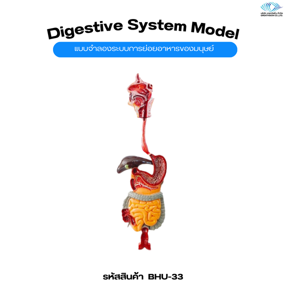 แบบจำลองระบบการย่อยอาหารของมนุษย์  Digestive System Model

