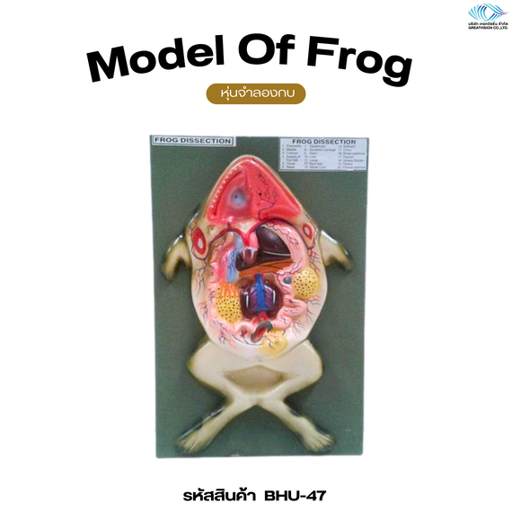 หุ่นจำลองกบ  Model Of Frog 
