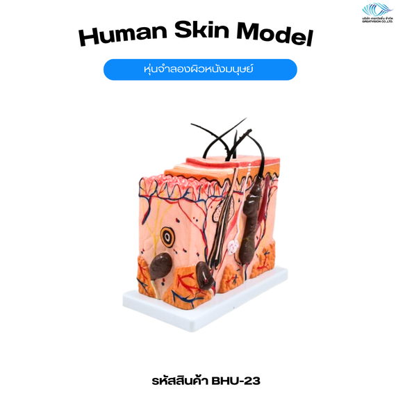 หุ่นจำลองผิวหนังมนุษย์  Human Skin Model (21 x 12 x 25 CM.)
