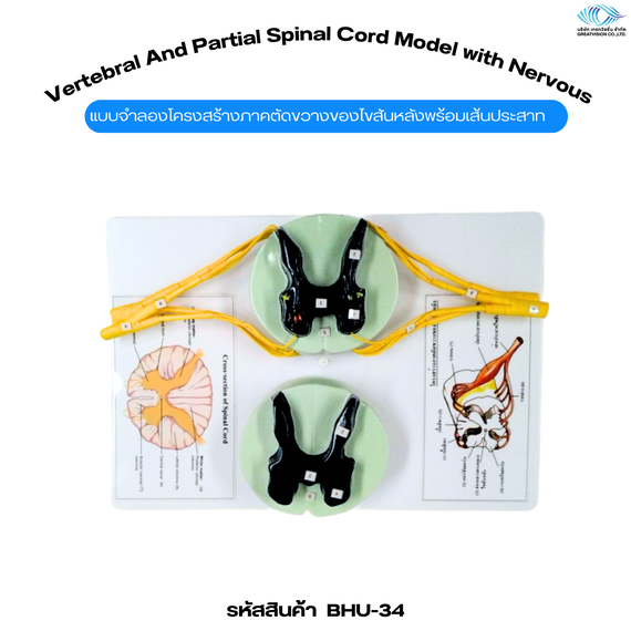 แบบจำลองโครงสร้างภาคตัดขวางของไขสันหลังพร้อมเส้นประสาท  Vertebral and Partial Spinal Cord Model with