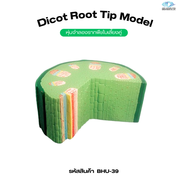 หุ่นจำลองลำต้นพืชใบเลี้ยงคู่ ( Dicot Stem Model )