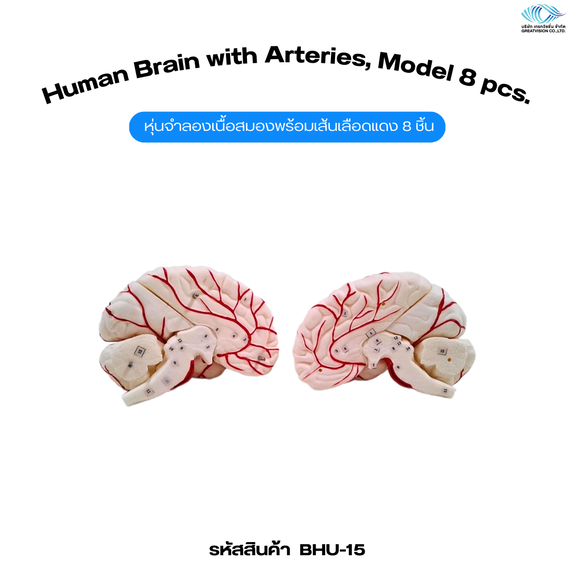 หุ่นจำลองเนื้อสมองพร้อมเส้นเลือดแดง 8 ชิ้น  Human Brain with Arteries, Model 8 pcs.
