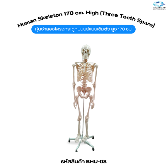 หุ่นจำลองโครงกระดูกมนุษย์แบบเต็มตัว สูง 170 ซม.  Human Skeleton 170 cm. High (Three Teeth Spare)
