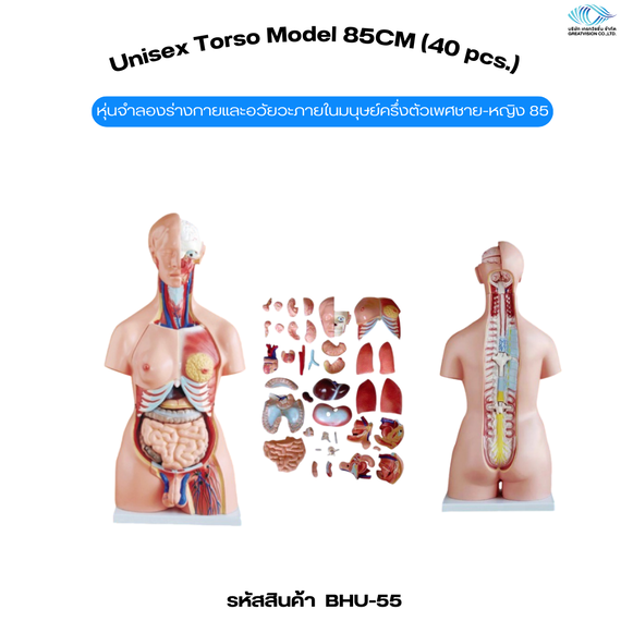 หุ่นจำลองร่างกายและอวัยวะภายในมนุษย์ครึ่งตัวเพศชาย-หญิง 85 ซม.  Unisex Torso Model 85CM (40 pcs.)

