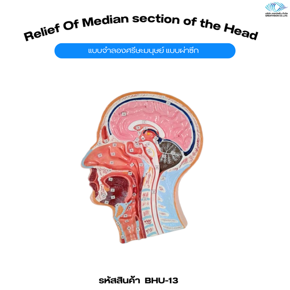 แบบจำลองศรีษะมนุษย์ แบบผ่าซีก    Relief of Median section of the Head 